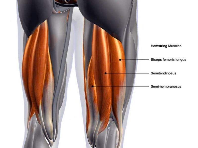 Về mặt giải phẫu, nhóm cơ Hamstring được cấu tạo bởi 3 thành phần chính