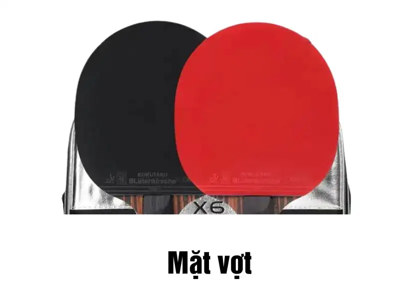 Cấu tạo vợt bóng bàn đạt chuẩn ITTF