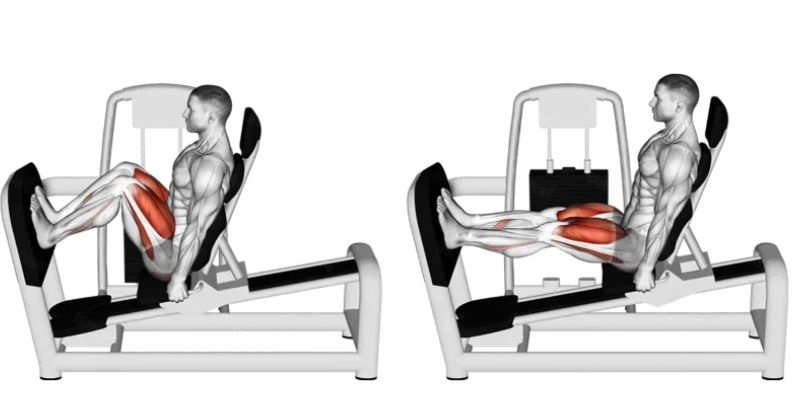 Bài tập Leg Press