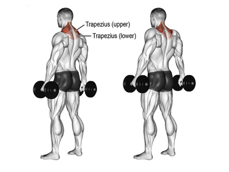 Dumbbell Shrug