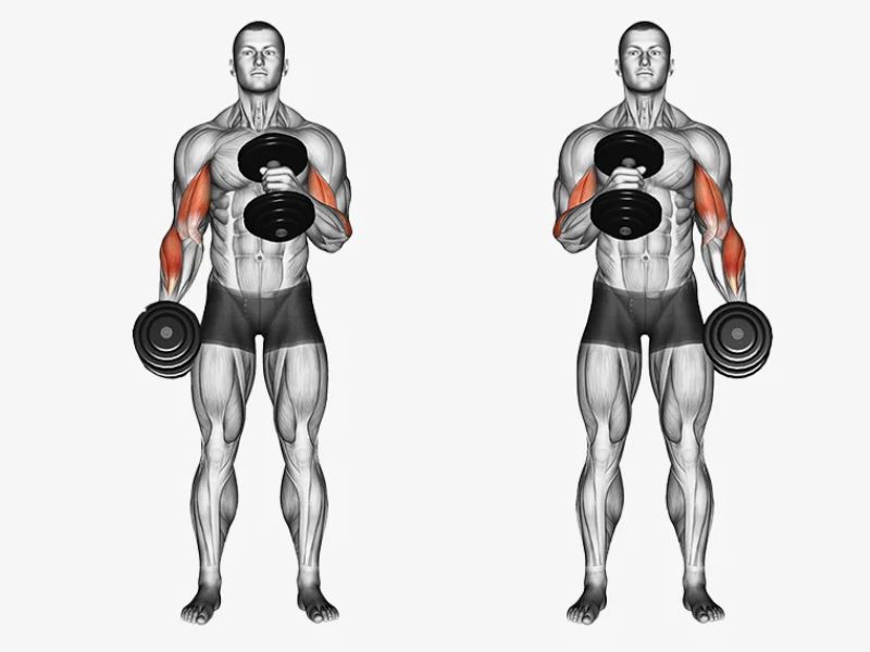 Bài tập Alternating Hammer Curl