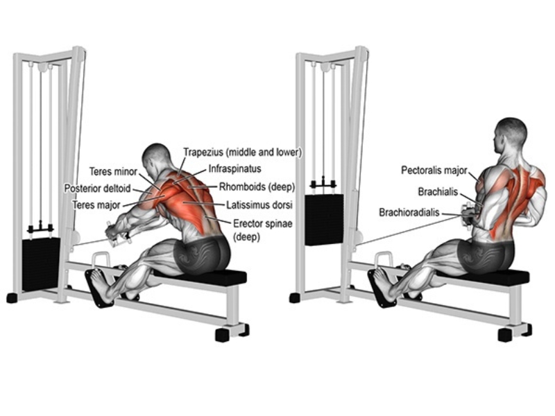 Seated Cable Row