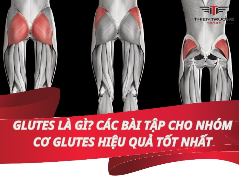 Glutes là gì