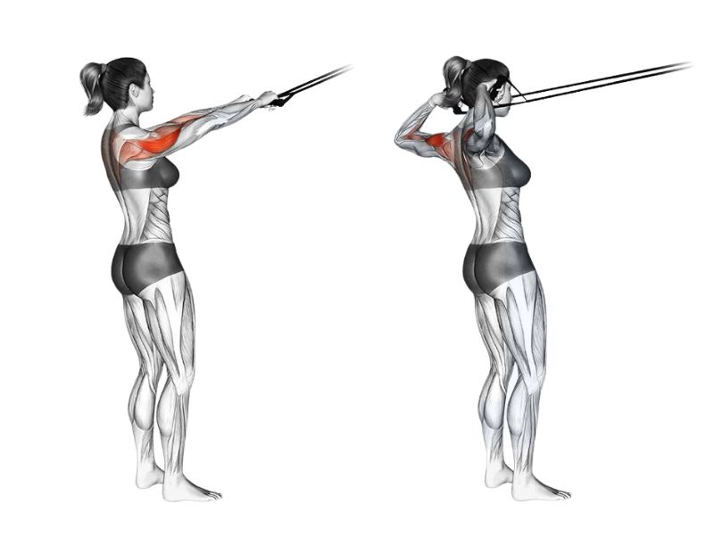 Bài tập Face Pull