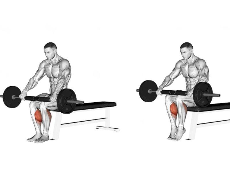 Bài tập Barbell Seated Calf Raise