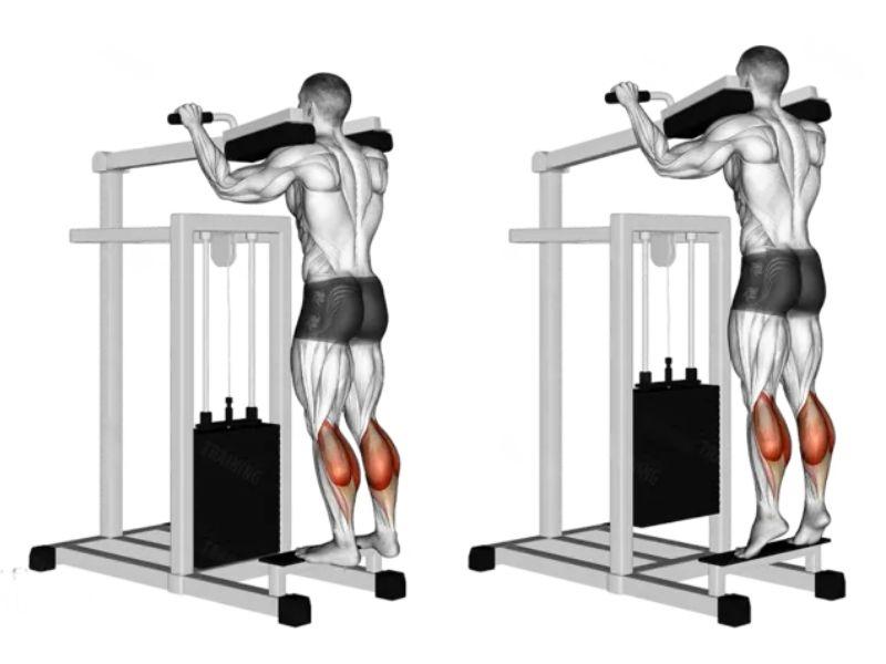 Bài tập Standing Calf Raise Machine