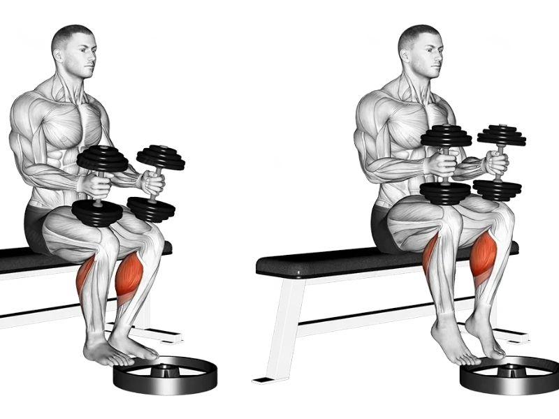 Bài tập Dumbbell Seated Calf Raise
