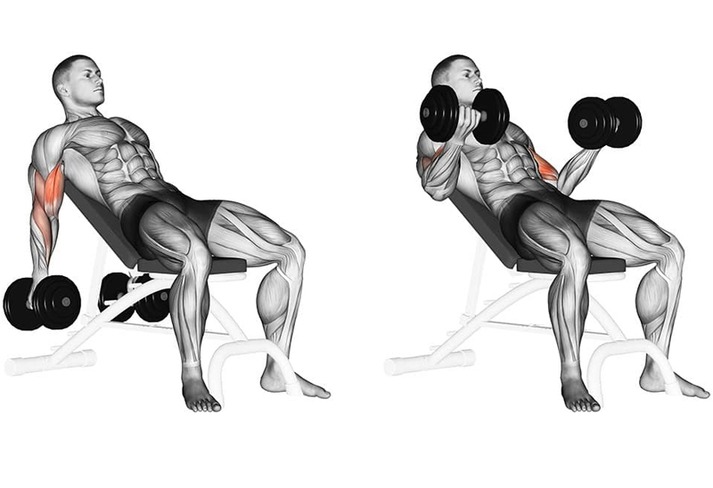 Bài tập seated dumbbell bicep curl