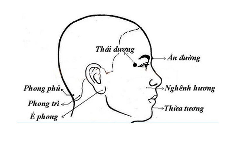 huyệt nguy hiểm trên đầu cổ