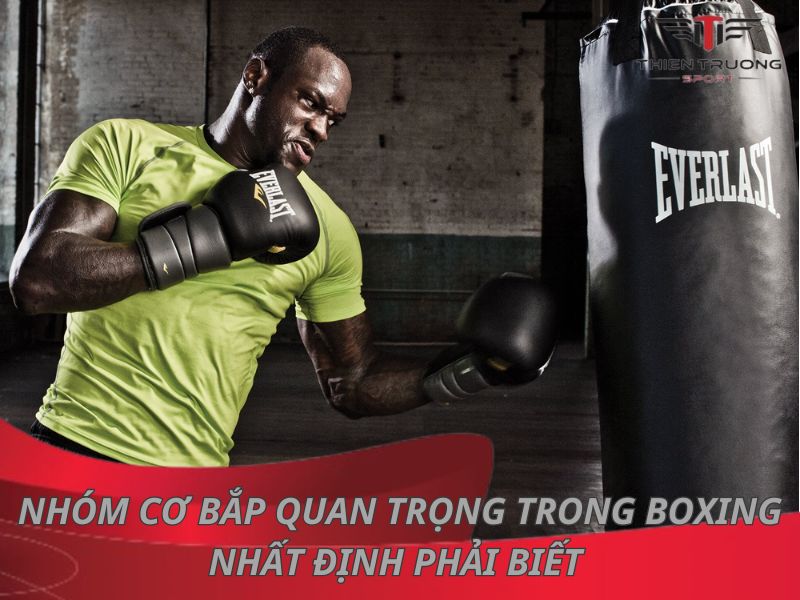 nhóm cơ bắp quan trọng trong boxing