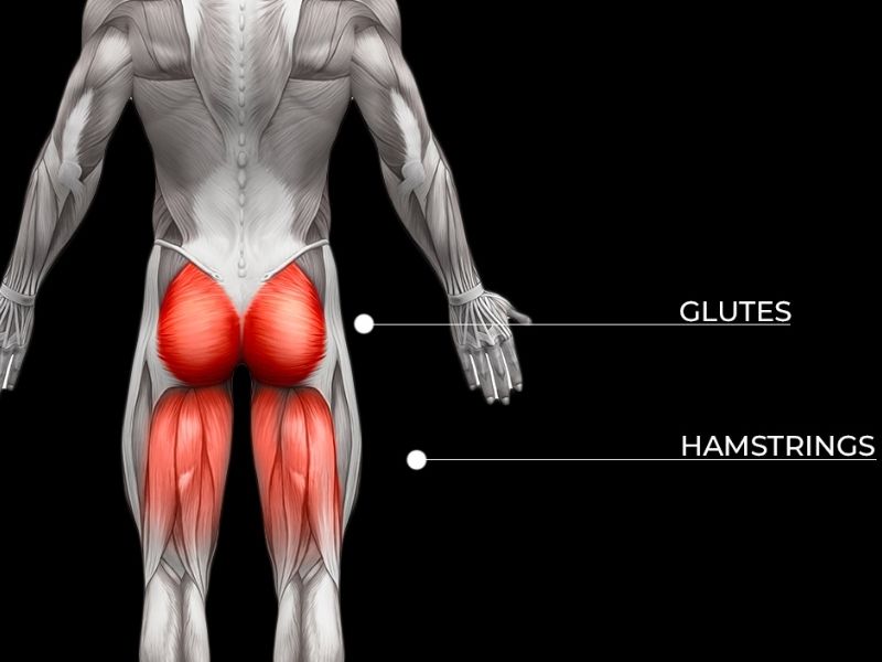 nhóm cơ được sử dụng khi chơi bóng rổ