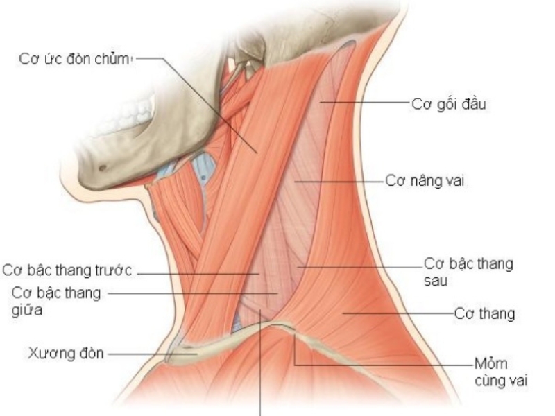 Nhóm cơ cổ