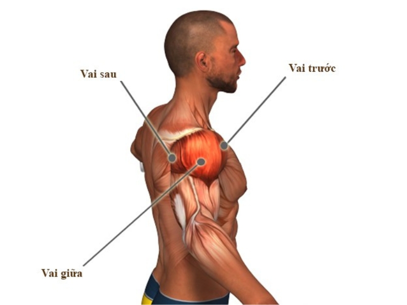 Nhóm cơ vai
