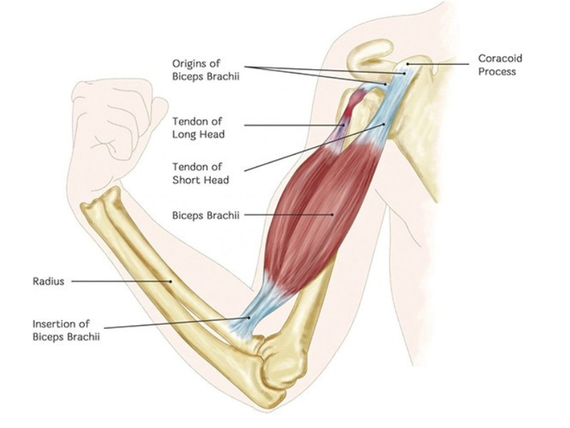 Nhóm cơ tay trước