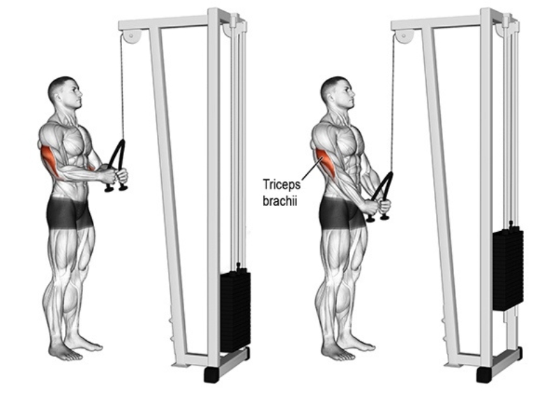 Bài tập Triceps Pushdown